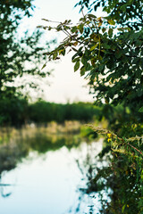 Summer scenery of green trees and high grass near calm lake water with trees reflection on it