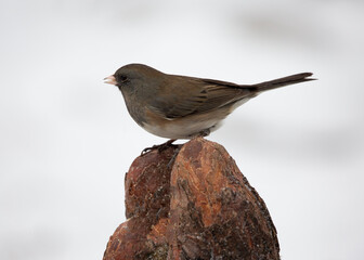 junco bird