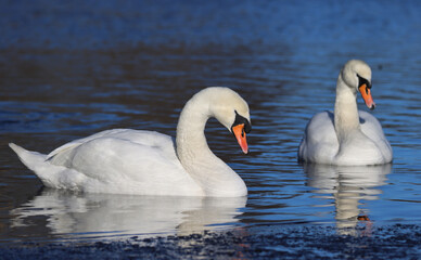 Mute swan