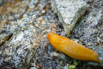 Orange Yellow Slug on rock beautiful macro high quality photo background
