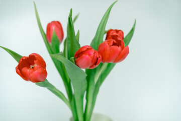Fototapeta premium bouquet of red tulips on a white background