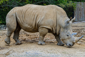 Fototapeta premium A rhinoceros casually strolls in its enclosure.