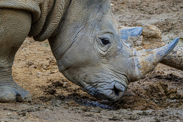 Fototapeta premium Close up of a rhino's head close to the ground.