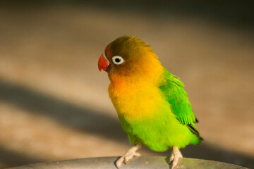 Fototapeta na wymiar Fischer's lovebird is a small parrot species of the genus Agapornis