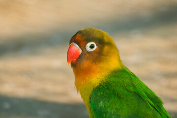 Naklejka premium Fischer's lovebird is a small parrot species of the genus Agapornis