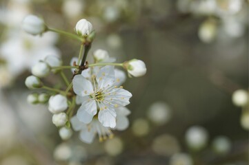 Fleurs de prunier