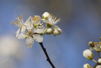 Fleurs de prunier