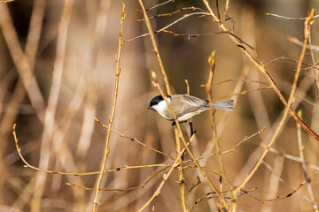 Poecile Montanus