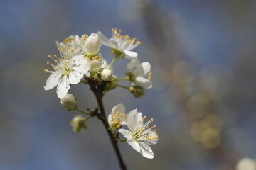 Fleurs de prunier
