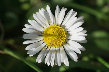 Paquerette