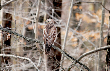 Wood-Hawk Perched in a Tree Looking for Food	