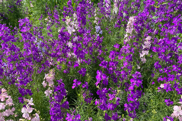 Naklejka premium Glade of flowers. Wild field blooming delphiniums ways in the wind. The lawn is covered with a beautiful carpet of purple, lilac and blue wildflowers. Close-up of a summer day