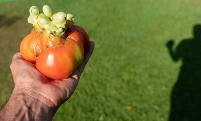 Hand holding out of shape tomato with shadow