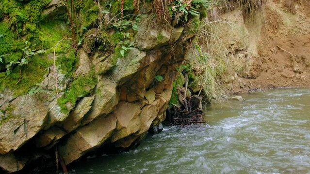 European white throated dipper (Cinclus cinclus) nest on a rock