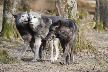 Fototapeta premium loup