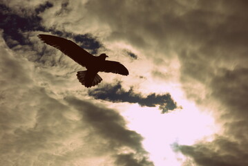 eagle in the sky