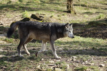 Fototapeta premium loup