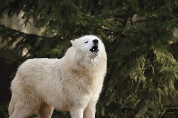 Fototapeta premium loup