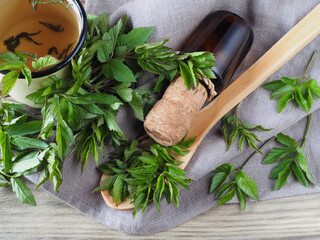 Fresh young leaves of bishop's weed snyt, tincture in a bottle, tea on a wooden background, flat layout. Medicinal plant aegopodium podagraria for use in food, alternative medicine and cosmetology