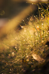 Fototapeta premium dew on the grass an autumn morning with blurred background