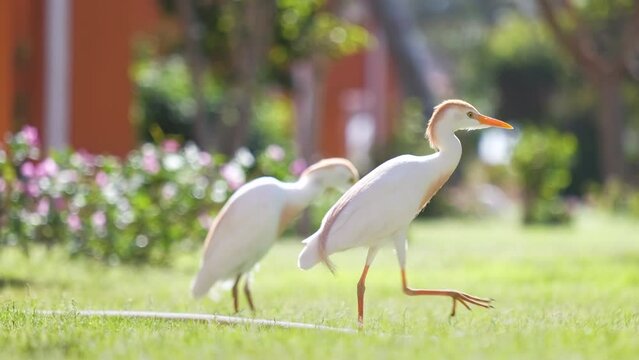 White cattle egret wild bird, also known as Bubulcus ibis walking on green lawn in summer