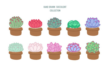 Set of hand drawn isolated different colorful succulents