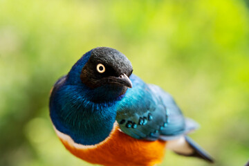 Lamprotornis superbus or Superb starling portrait