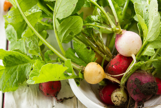 bunte radieschen bunt gelb wei&szlig; rot schale ernten