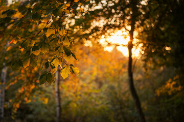 branch of golden leaves in autumn at sunrise