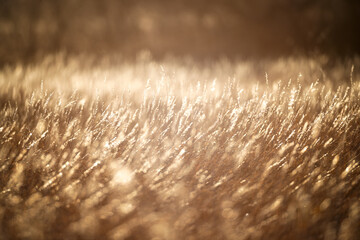 Glowing Grass