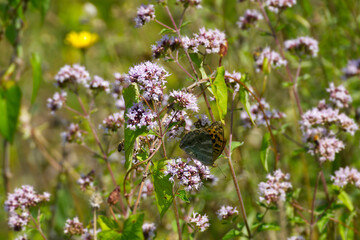 Silver-washed Fritillary butterfly (Argynnis paphia) sitting on light pink flower in Zurich, Switzerland