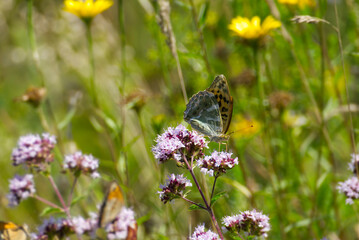 Silver-washed Fritillary butterfly (Argynnis paphia) sitting on light pink flower in Zurich, Switzerland