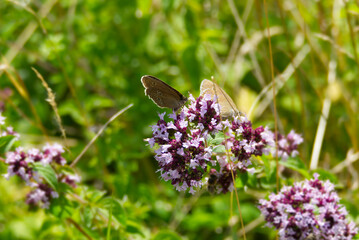 Ringlet (Aphantopus hyperantus) butterfly sitting on a pink flower in Zurich, Switzerland