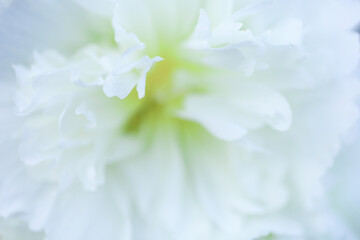 Macro tender white flower with fragile petals and yellow center