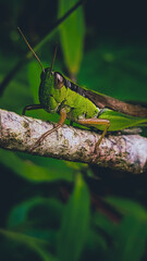 grasshopper on a leaf