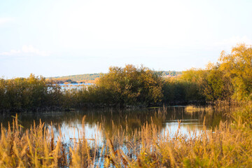 Autumn scene of yellow trees near calm water of lake