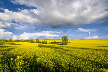 Rapsfeld in der Uckermark