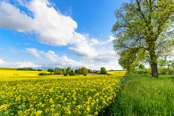 Rapsfeld in der Uckermark