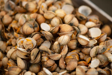 STEAM COOKED COCKLES FROM THE GALICIAN RIAS