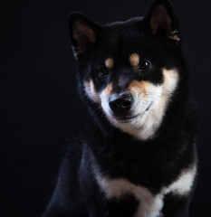 portrait of shiba inu on a black background