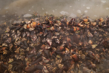Galician barnacles from Roncudo, cooked and smoking cedeira

