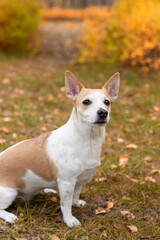 Jack Russell terrier. Thoroughbred dog in the garden autumn time. Pets