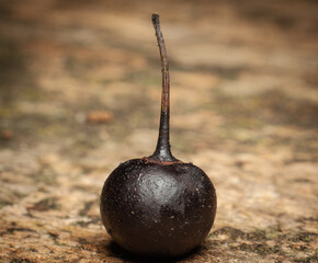 single dried bird cherry fruit