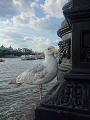 seagull on post