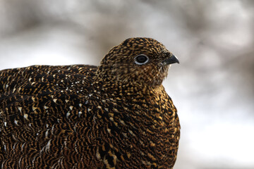 close up of a female grouse