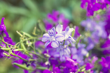 Fototapeta na wymiar Wild purple flowers of Delphinium consolida, Consolida orientalis in a park flowerbed. Weed. Treatment plant. landscape design. Flora of Ukraine.
