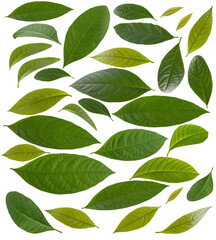 pattern of green avocado leaves on a white background. set of different leaves
