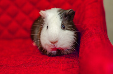 Sad tricolor guinea pig sitting on a red sofa. Cute pet. Looking at the camera.