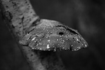 Birkenporling, Pilz an einem abgestorbenen Baum, Agaricomycetes, Fomitopsis betulina © darknightsky