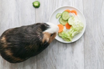 guinea pig eats a green salad cucumber carrots on a white background top view. Pets, food, care.